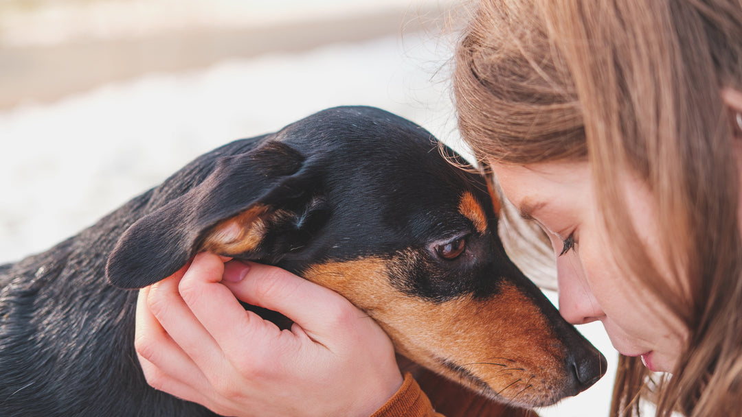 The Charles River Dog Coat: Built to Last as Long as the Best Friend Wearing It